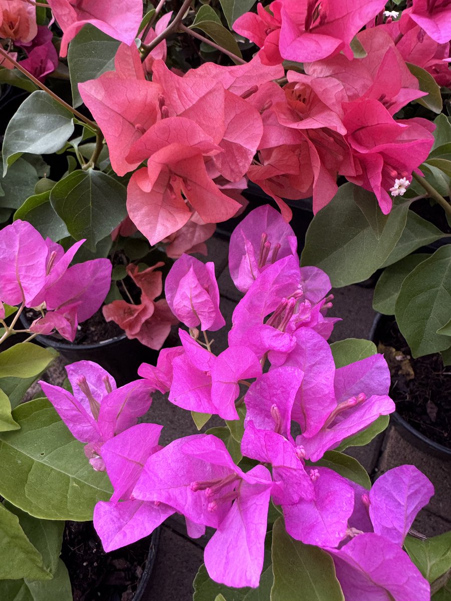 EckardsGarden's tweet photo. Patio Bougainvilleas in hot sunny spots add a touch of the tropical to the look and bring with them the holiday vibe. Waterwise and tough plant your bugs in well drained pots and don’t be tempted to overwater them or you’ll get less flowers 🌸 #eckardsgarden https://t.co/pZdfsB2WH2