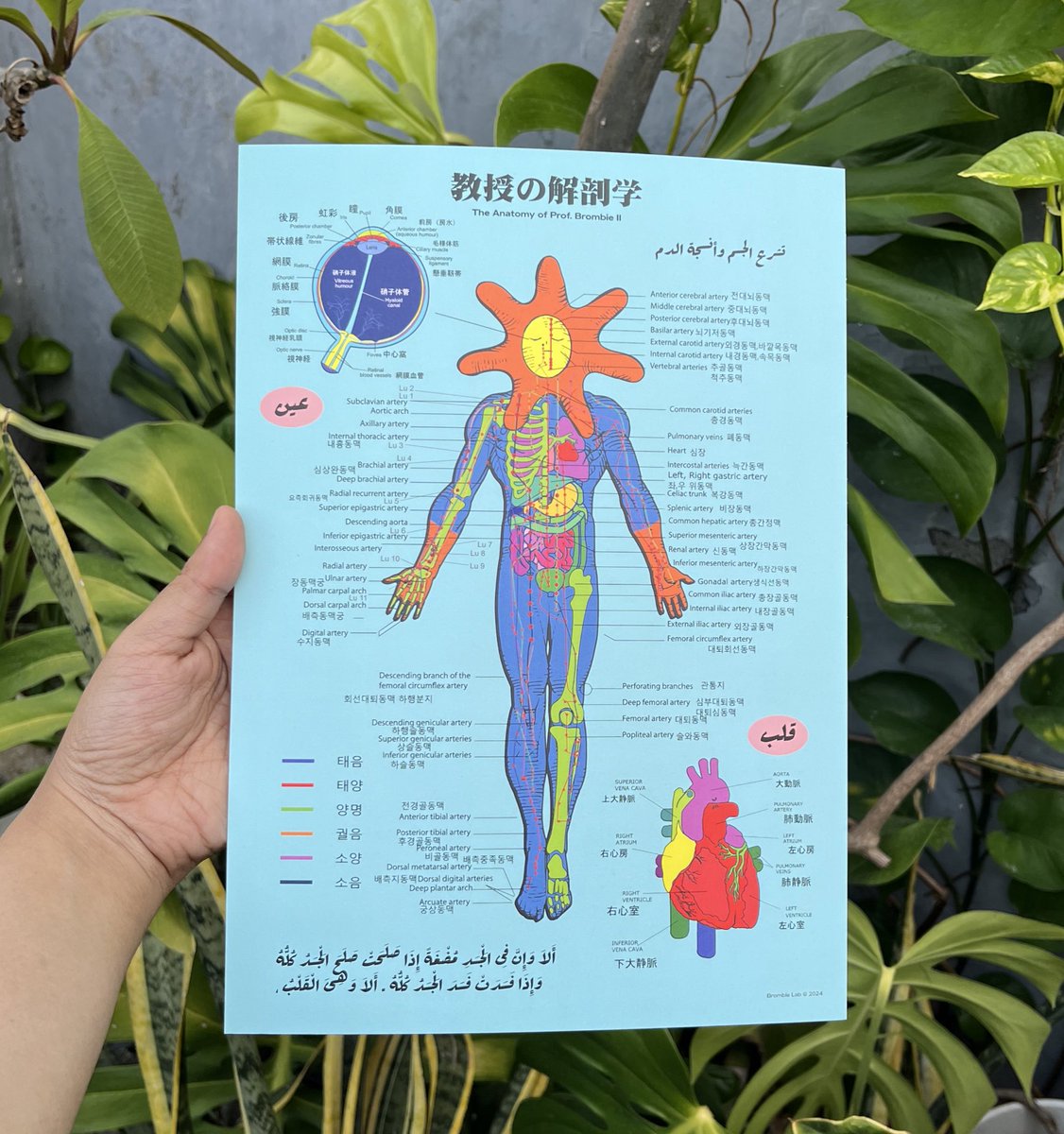 BrombieLab's tweet image. The anatomy of Prof.Brombie II .𖥔 ݁ ˖𓇼 ⋆.˚ 𓆉 𓆝 𓆡⋆.˚ 𓇼
