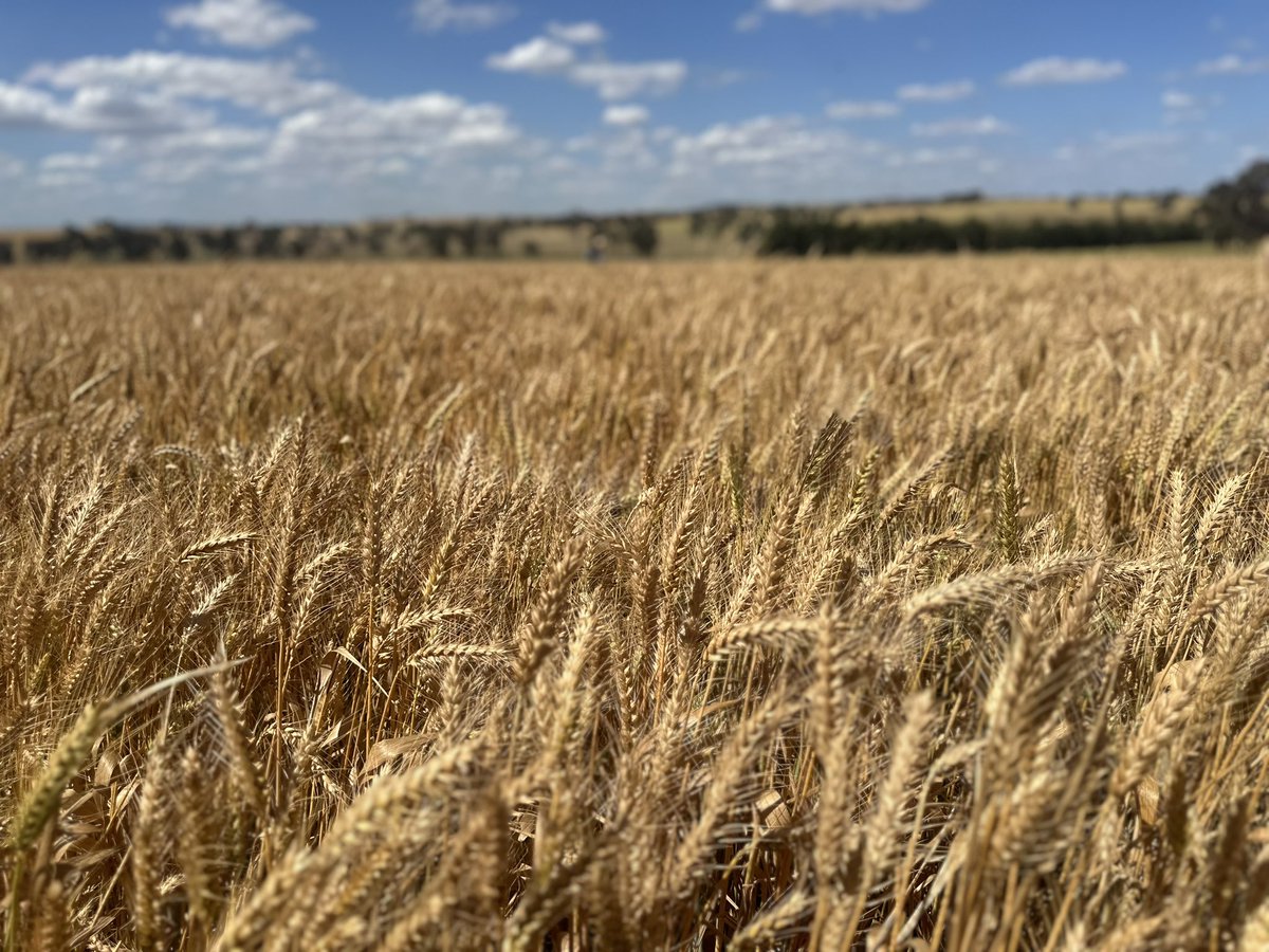 Final crop of the 2024 #YoungWheatComp is the second Dual Purpose Wheat entry which is a crop of Illabo at Monteagle entered by Coolegong Pastoral.