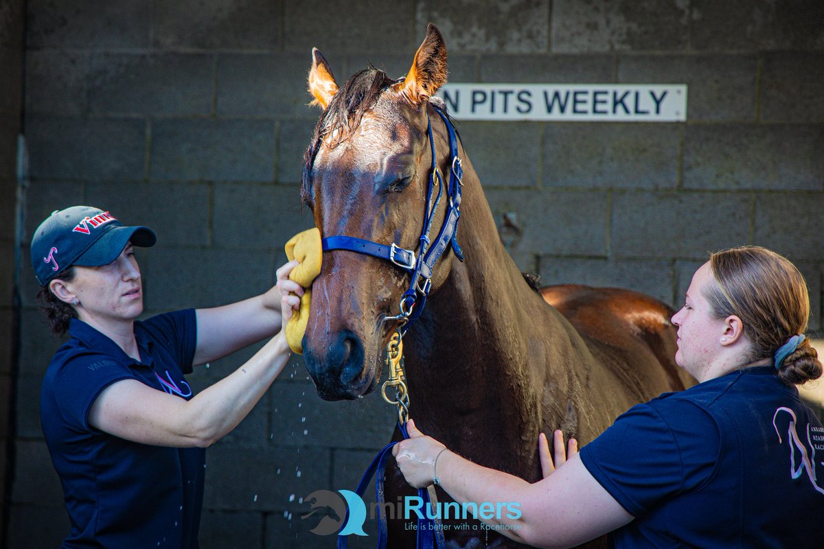 miRunnersDotCom's tweet image. Bold Sovereign enjoying a bath this morning with the girls from @ANeashamRacing 🥰

He’s currently in work at their new Scone stables - he’s a bit of a barn favourite as he’s got the most kind nature, good boy Rafa 🩵 #miRunnersFamily #TimeToReign #LifesBetterWithARacehorse