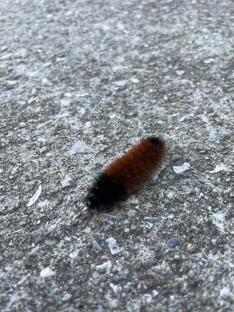 Sam_Gilbert2's tweet photo. @h3llbenderr saw one a couple weeks ago, does this mean a long or short winter?? https://t.co/twhaexWYnM