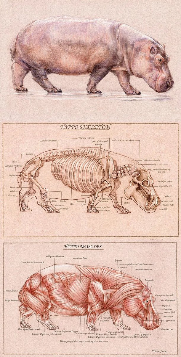 I understand the sarcasm here, but I just want to jump in because people don't understand the biological powerhouses that hippos are. People often think hippos are fat, but they're incredibly muscular being c composed primarily of muscle with thin layers of subcutaneous fat.