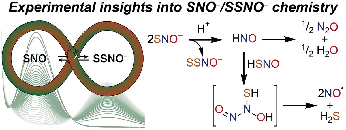 Pluth Group (@pluthgroup) on Twitter photo Interested in reactive S & N species? Check out Andy’s new <a href="/angew_chem/">Angewandte Chemie</a> paper on SNO- & SSNO- reactivity! Outlines H+ mediated conversion of SNO- to SSNO-, & connections w/ HNO, NO, & H2S. Also new reactivity w/ COS & other RSS. Great work <a href="/agdavis98/">Andy Davis</a>! onlinelibrary.wiley.com/doi/abs/10.100… Interested in reactive S & N species? Check out Andy’s new <a href="/angew_chem/">Angewandte Chemie</a> paper on SNO- & SSNO- reactivity! Outlines H+ mediated conversion of SNO- to SSNO-, & connections w/ HNO, NO, & H2S. Also new reactivity w/ COS & other RSS. Great work <a href="/agdavis98/">Andy Davis</a>! onlinelibrary.wiley.com/doi/abs/10.100…