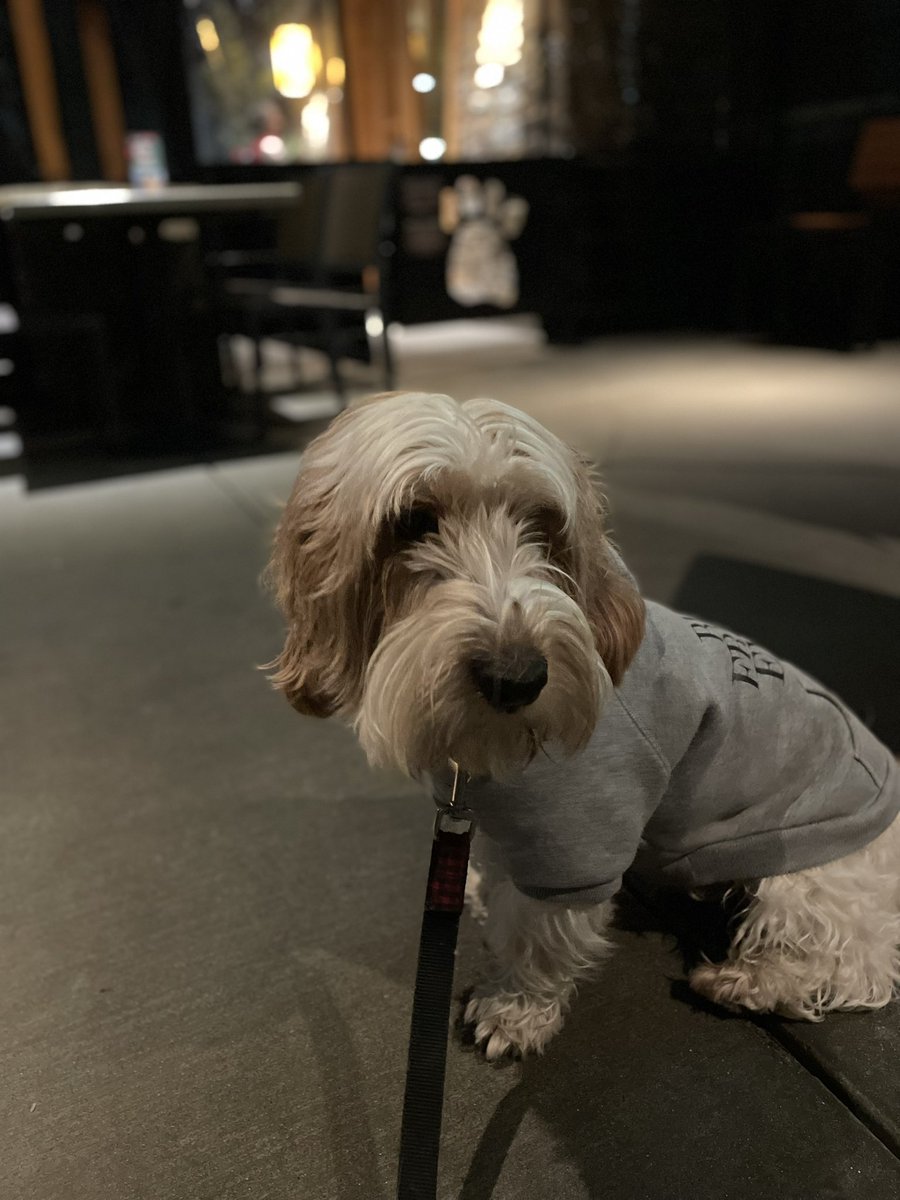 I’m 6 now. Here are a couple pics from bday dinner at Lazy Dog with my Dad. I had two bowls! One chicken and one beef. Time flies. Love you all ❤️