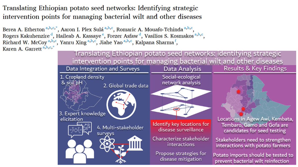 Karen Garrett (@garrett_lab) on Twitter photo Food security relies on good quality seed and reducing spread of crop pathogens
Congrats on this new work to @Berea_Etherton <a href="/PlexAaron/">Aaron Plex</a> <a href="/mouafo_romaric/">Romaric A. Mouafo-Tchinda</a> & team
Understanding Ethiopian potato seed systems and bacterial wilt management
Open access: sciencedirect.com/science/articl… Food security relies on good quality seed and reducing spread of crop pathogens
Congrats on this new work to @Berea_Etherton <a href="/PlexAaron/">Aaron Plex</a> <a href="/mouafo_romaric/">Romaric A. Mouafo-Tchinda</a> & team
Understanding Ethiopian potato seed systems and bacterial wilt management
Open access: sciencedirect.com/science/articl…