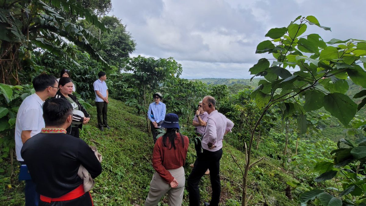 haverman's tweet photo. Visited many coffee farms and Mrs H'Griêng to see the plans for NTFPs (non timber forest products) like bamboo shoots which plays an important role in sustainable forest management, biodiversity conservation, and local livelihoods #ilandscape @EUDelegationVN https://t.co/LIhkOTXuBb