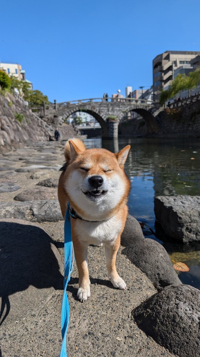shibaThida's tweet photo. 長崎思い出巡り✨
眼鏡橋付近をお散歩🐶
くん活に忙しかったですがいい天気☀でお散歩日和でした～😊
#柴犬てぃーだ
#柴犬
#柴犬大好き 
#柴犬のいる暮らし https://t.co/FNAKEEJcLx
