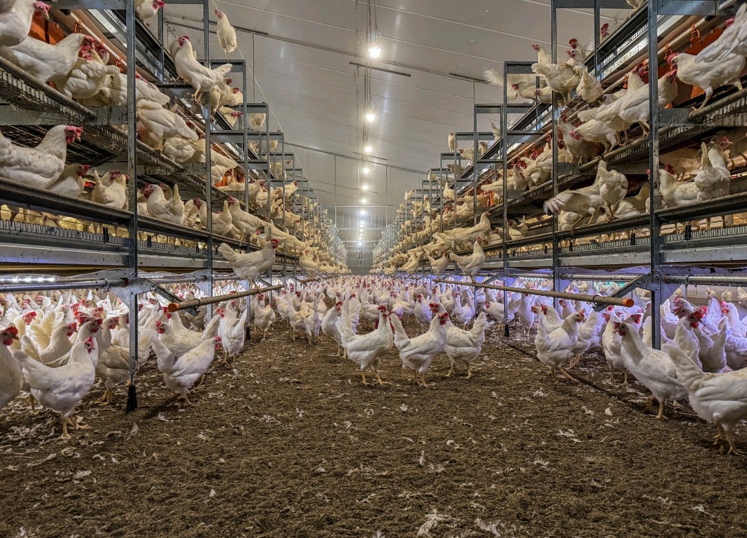 Radvan_Vedasto's tweet photo. How to start chicken production:

1. Select the type of chicken you want to produce.
    ●Parent stock
    ●Broilers 
    ●Layers
    ●Improved kienyeji
    ●Local chicken**

2. Do the market research for your products 
       ■Eggs, 
       ■chicken meat, 
       ■hatching eggs, 
       ■manure.

3.Decide the capacity of your production in relation to the market demand.

4. Buy land and construct the infrastructures for your production.

5. Purchase chicks from reptable companies.

 6. Hire and train farm workers that will take care of the project in your absence.

#Avian🐓🐓🐓