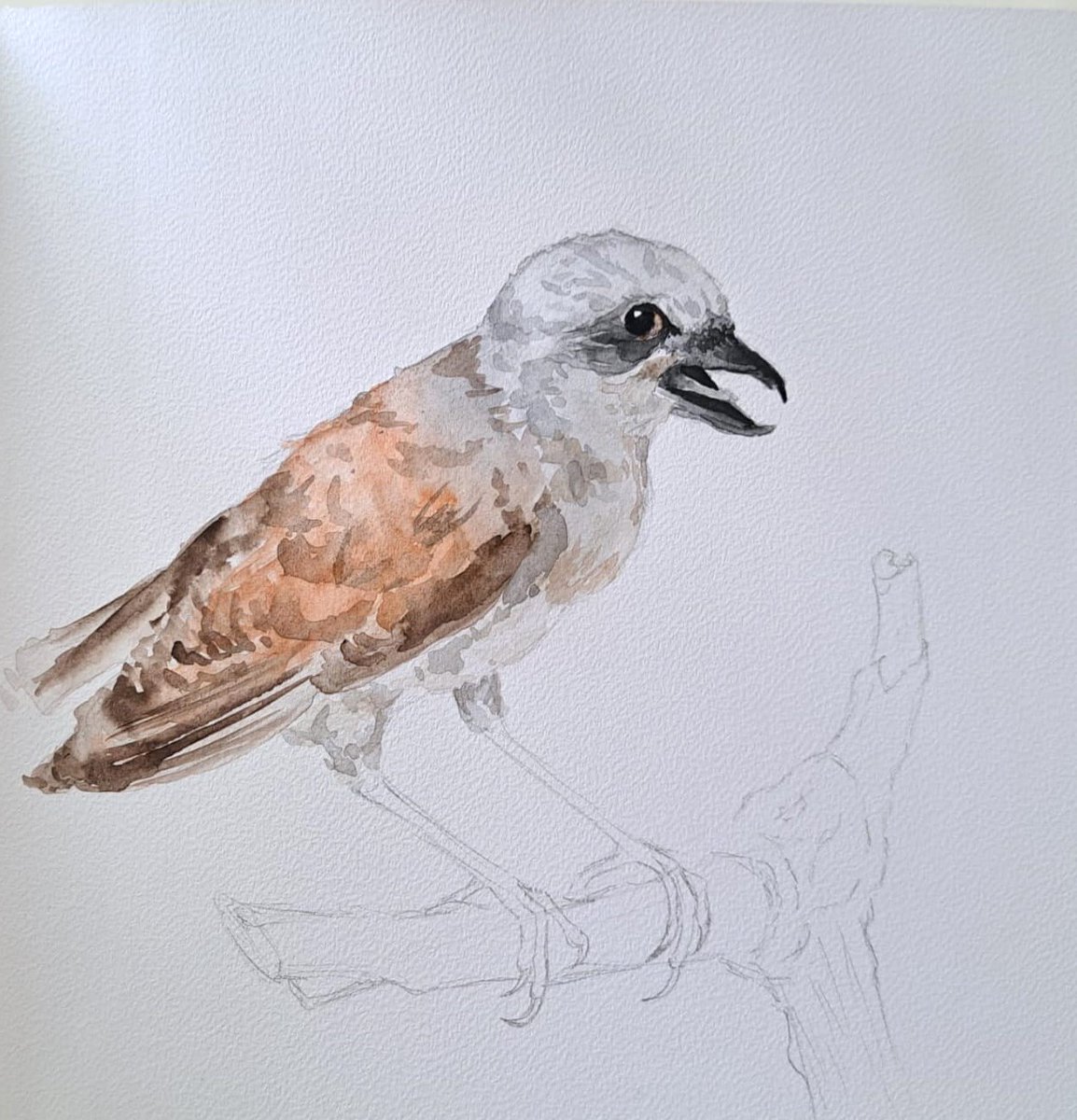 patriciajaque04's tweet photo. @patriciajaque04 @patriciajaqueline @bioartclub @uniwien @biology @zoologie @wissenschaftlicheillustration @scienceillustration @animal @bird https://t.co/iCsgyKdigL