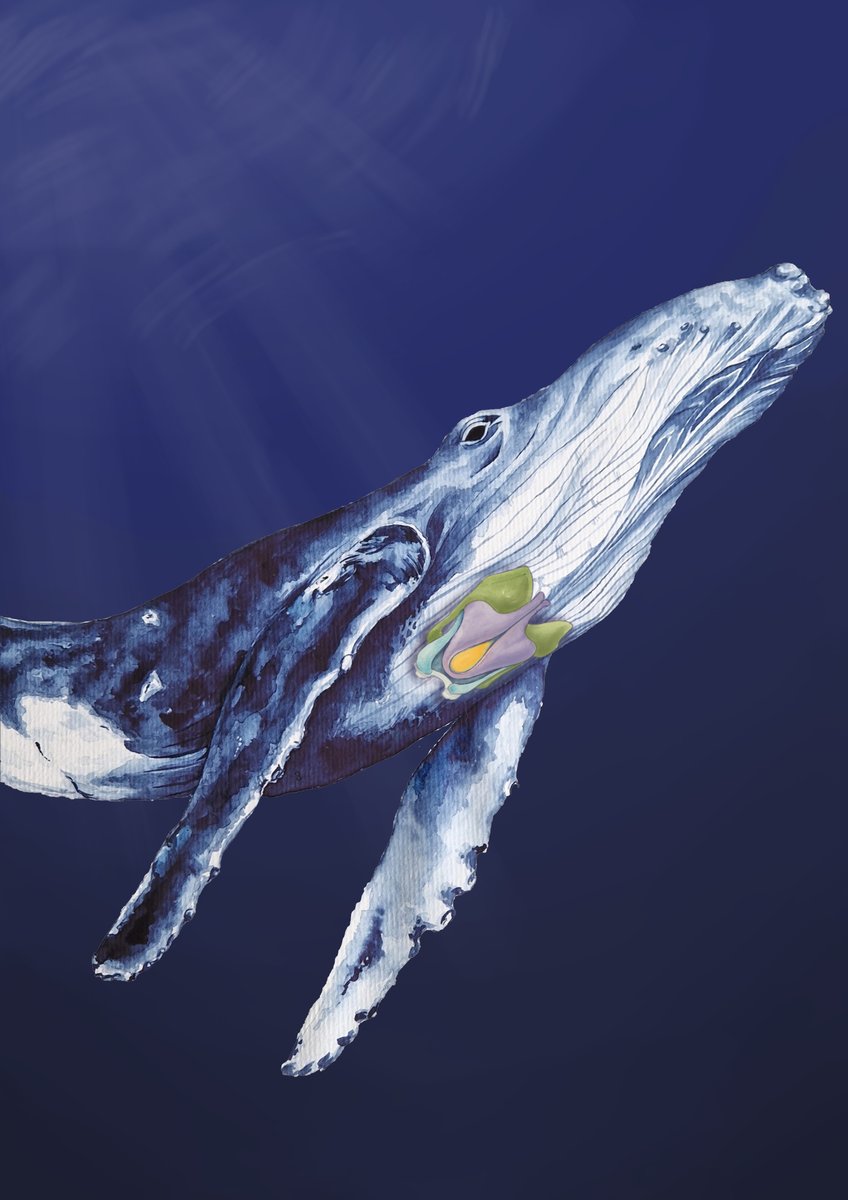 patriciajaque04's tweet photo. @patriciajaque04 @patriciajaqueline @bioartclub @uniwien @biology @zoologie @wissenschaftlicheillustration @scienceillustration @animal @walmitlarynx https://t.co/mAMq2Wj55Q