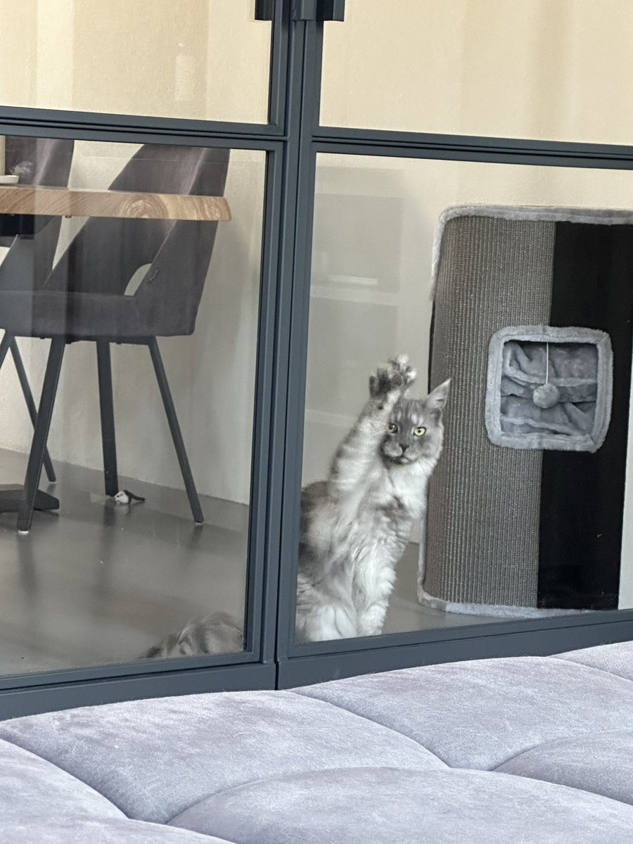 Het is weer #terugvolgvrijdag en mijn kat Storm vind dat je mij moet volgen. Fijne vrijdag 😁