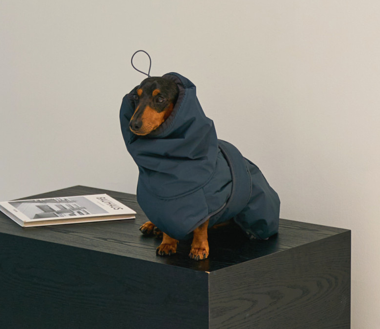 트친이랑 (사람이 입을)패딩 고르는 중인데
어디서 듄 미 있는 강쥐를 줏어오심...
이름도 개따뜨텍 이러네...