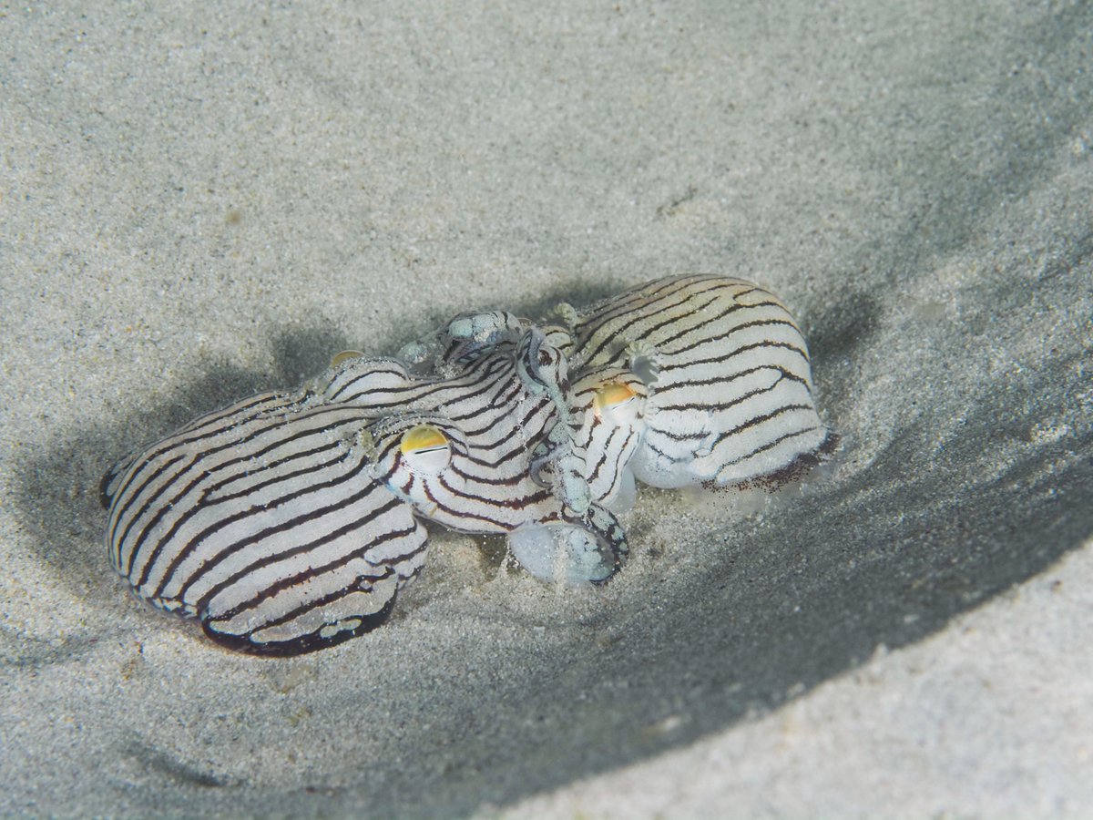 MSA (@malsocaus) on Twitter photo 🌟 Last chance to register for #Molluscs2024! Check out the program on our website, and stay tuned for the book of abstracts. Registrations close Nov 14! 🐚 molluscs2024.com.au
photos by <a href="/henry_carrick/">Henry Carrick</a> 🌟 Last chance to register for #Molluscs2024! Check out the program on our website, and stay tuned for the book of abstracts. Registrations close Nov 14! 🐚 molluscs2024.com.au
photos by <a href="/henry_carrick/">Henry Carrick</a>