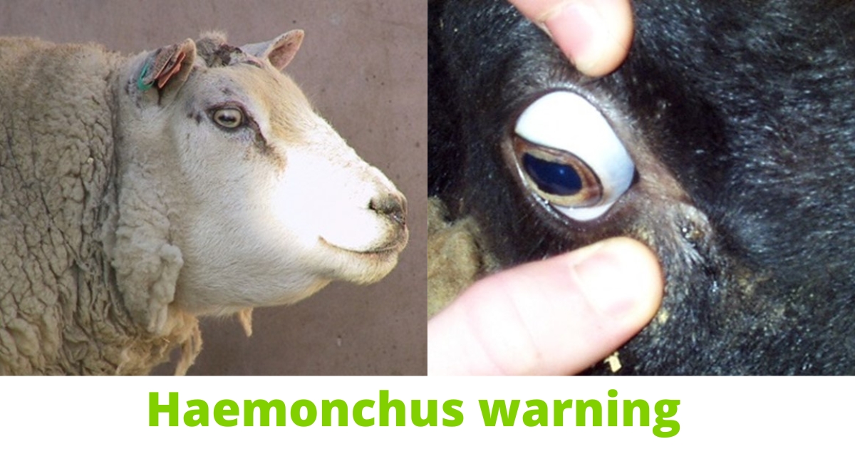 Haemonchus contortus (the barber's pole worm) 💈🐑 Haemonchus is an abomasal blood sucking worm that can cause sheep to lose up to 250ml blood daily🩸
Historically, it was only seen in the South East, but we are now seeing more cases in Cumbria.