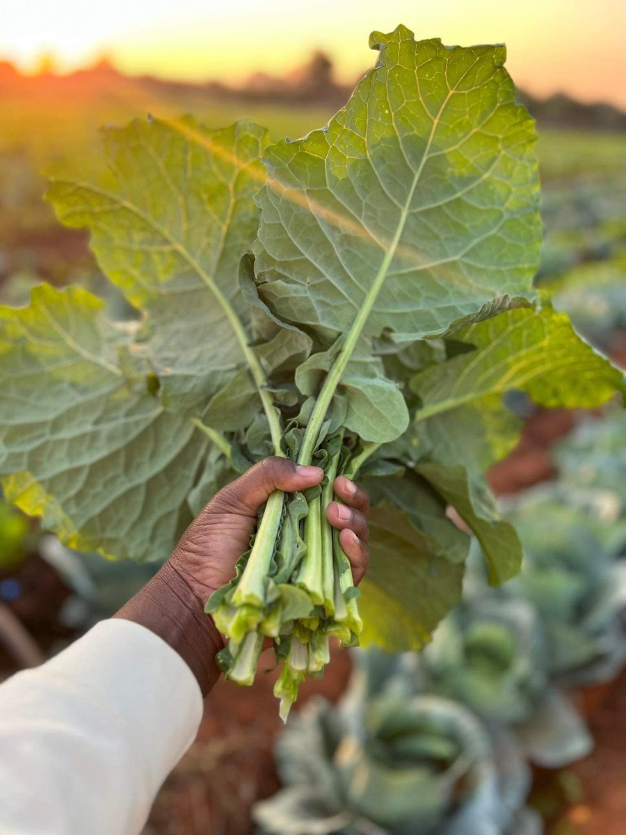 agribusinesszw's tweet photo. "My farm is five hectares in size. I started farming in December 2022. To anyone who wants to start farming but hasn't started, I want to say—take risks and venture into farming or any business; it’s growth that can only be initiated by yourself."- Primrose Ndlovu https://t.co/RNLj8dYcTE