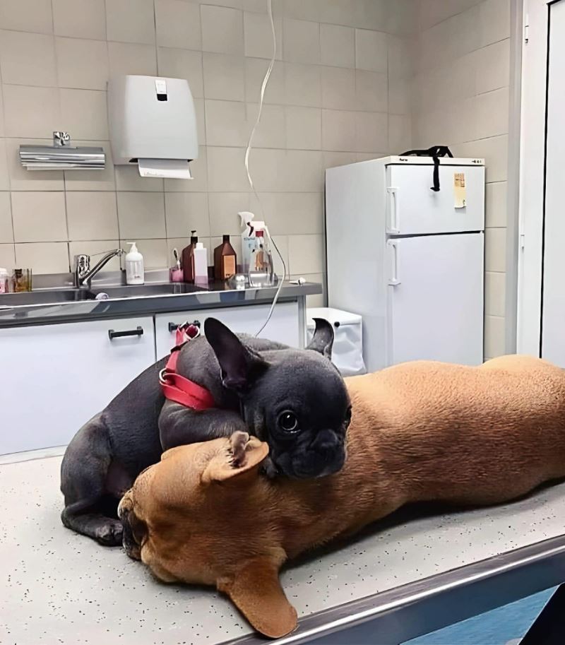 TweeetsOfDogs's tweet image. Please pray for my friend