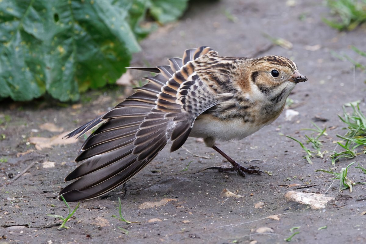SteveHarley17's tweet photo. #LaplandBunting at Staines Reservoir, having a stretch.  What a lovely bird!
@LondonBirdClub #londonbirds https://t.co/KSNfEAasBI