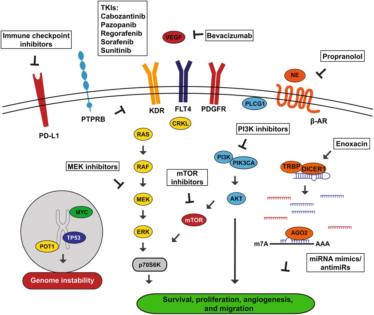 📖 Are you catching up with all your reading over the weekend?

📑 Genomic landscape and preclinical models of angiosarcoma

🆕 buff.ly/48DHdm9

📝<a href="/HannaLabPurdue/">HannaLab</a> <a href="/annaleighbenton/">Annaleigh Powell-Benton</a> 

#Angiosarcoma #Sarcomas #HemOnc 
#Haematology #MedTwitter
