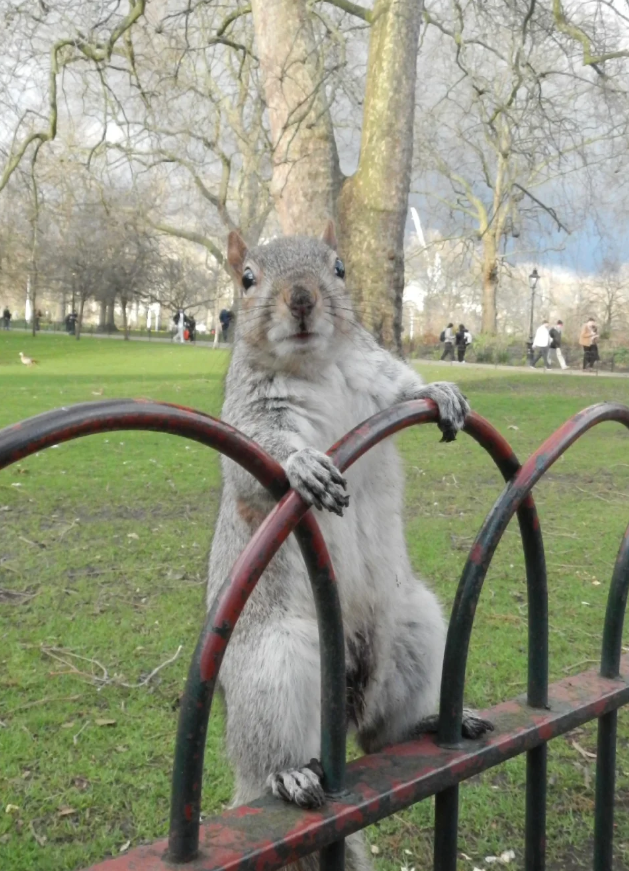 Hyde Park is like a safari park where you can see small animals at any time.