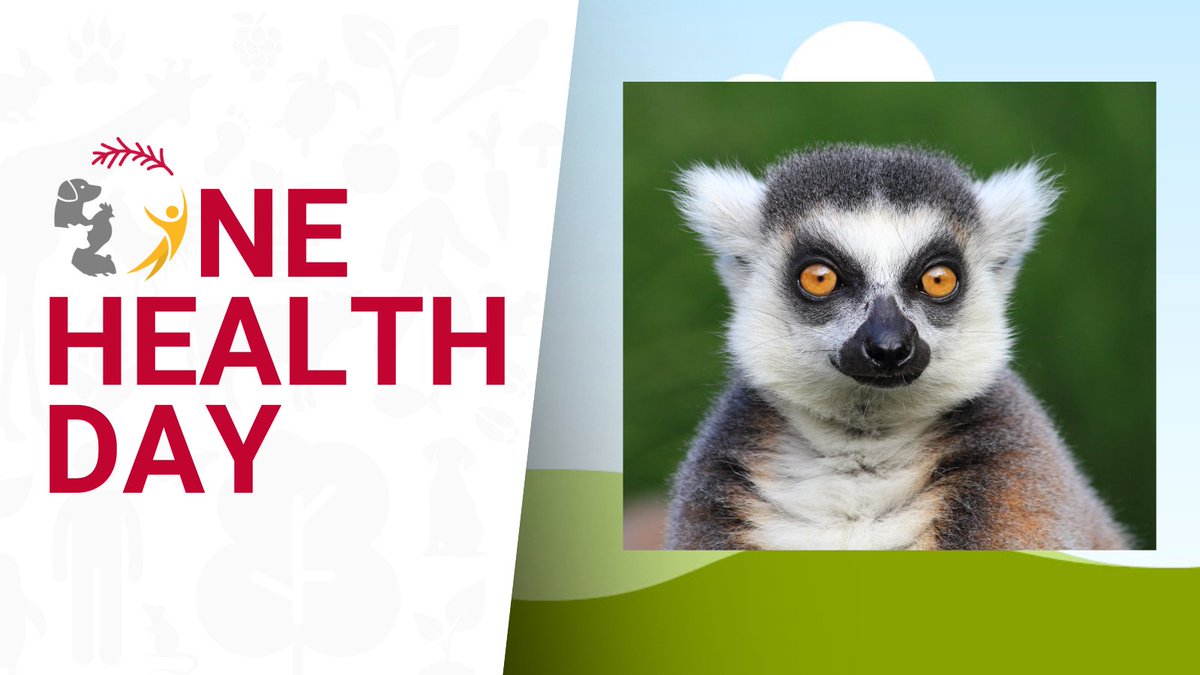 One Health - U of Guelph (@onehealthuofg) on Twitter photo Celebrating One Health Day all week!
Do lemurs hold answers to the next pandemic? How these primates can be better protected, and what diseases threaten them, drive a unique research project at U of G led by Travis Steffens & Heather Murphy.
Read more: uoguel.ph/ngeck Celebrating One Health Day all week!
Do lemurs hold answers to the next pandemic? How these primates can be better protected, and what diseases threaten them, drive a unique research project at U of G led by Travis Steffens & Heather Murphy.
Read more: uoguel.ph/ngeck