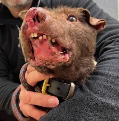 ProtectTheWild_'s tweet photo. You see these images? These poor dogs suffered horrific injuries from fighting with foxes.

The culprit? A man name Peter Bewsher