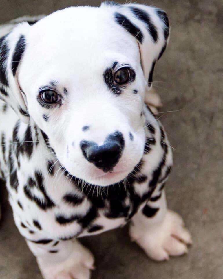 Pawzazzle's tweet image. Do you think I'm cute ?