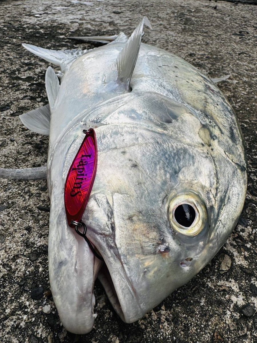 Lapiins's tweet photo. 蛙スプーン×Lapiinsオリジナルカラー

与那国島から釣果報告ありがとうございます😊🎣

web shop
https://t.co/LIsxFTiOM6

https://t.co/7lX1NUU2ID

#釣り #ラピンス #蛙スプーン #沖縄
#fising #Lapiins #okinawa https://t.co/jHtJBdZKCS