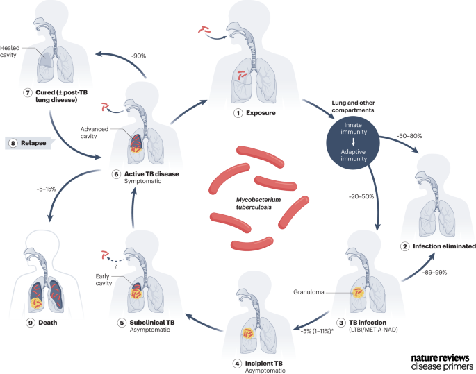 This figure illustrates the life cycle of #Mycobacterium #tuberculosis (whether drug susceptible or drug resistant) go.nature.com/43vu8so #AntibioticResistance