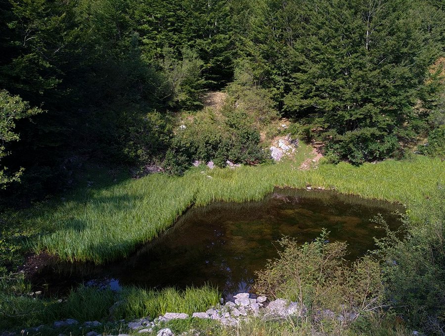 sentieripollino's tweet photo. Il #lagofondo si trova ai piedi di #serradicrispo, a 1510 m. L'area è ricoperta da un bosco prevalente a #faggio , associato ad #abetebianco...

Per altre foto e per approfondire 👇
https://t.co/x2qDw4nOFS

#parconazionaledelpollino #pollinodascoprire https://t.co/TqnCNGV01N