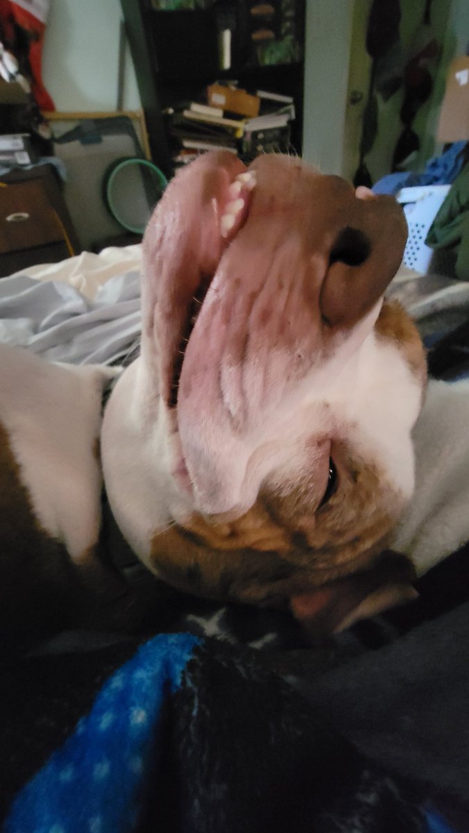 Tuck Davion - Battle Bound! tweet media