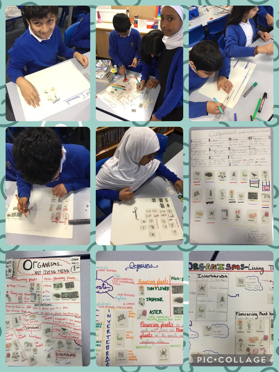 In Science, 6P have been classifying plants and animals into different groups.