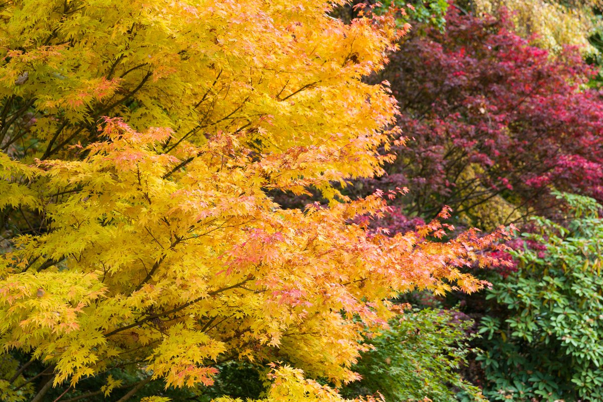 FREE TREE WALK AND TALK FOR NATIONAL TREE WEEK - Sunday 24th November - 1.30pm place limited to 25 

Kathryn our Curator will lead a free walk and talk to celebrate National Tree Week.

To book your space in this talk go to the below link!
ticketsource.eu/whats-on?q=dor…