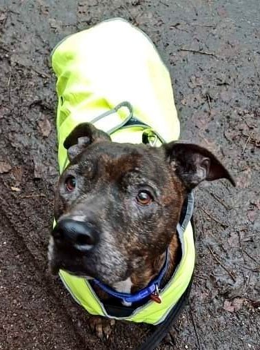 SeniorStaffy's tweet photo. Good morning Staffy Lovers +
Jack has been sharing the love ❤️ with one of his walkers...
'I met Jack for the 1st time for walkies &amp; then into the Cuddle Corner where he was very affectionate ❤️ I was treated to some body slams &amp; a lovely face wash 👅
https://t.co/VIkqs7cBlw 🐾❤️ https://t.co/8N2QL509cL