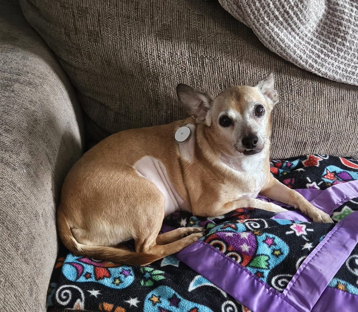 paco5775's tweet photo. Currently at the ER with Nina. She has had 3 grand mal seizures in less than 8 hours.. her whole body stiffened up and her jaws clenched. We couldn't get sugar down her throat. She is stable right now ๐๐ญ #dogsoftwitter #PrayForNina https://t.co/GsRTsVVqIm