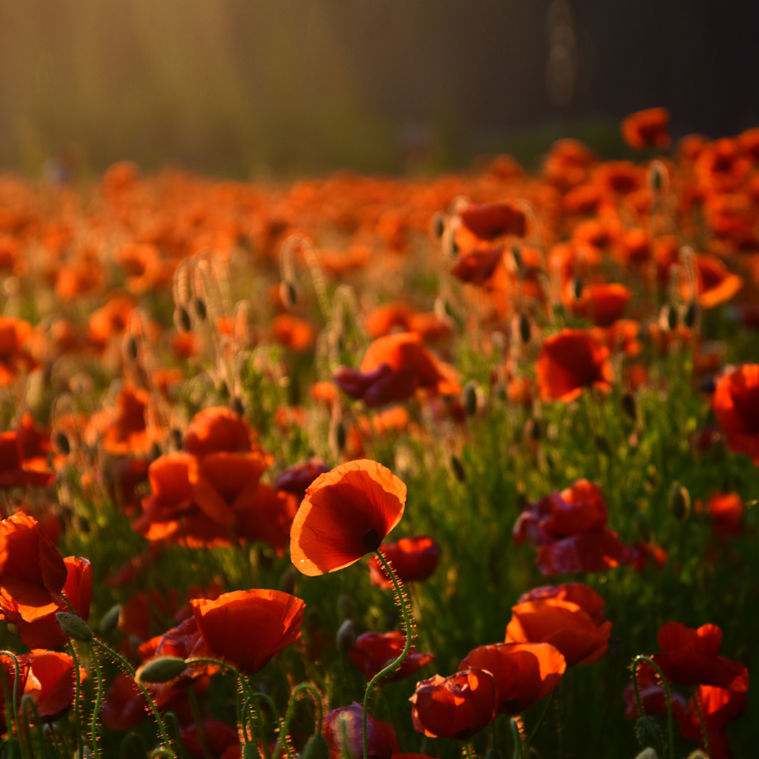 At the going down of the sun and in the morning.

We will remember them.