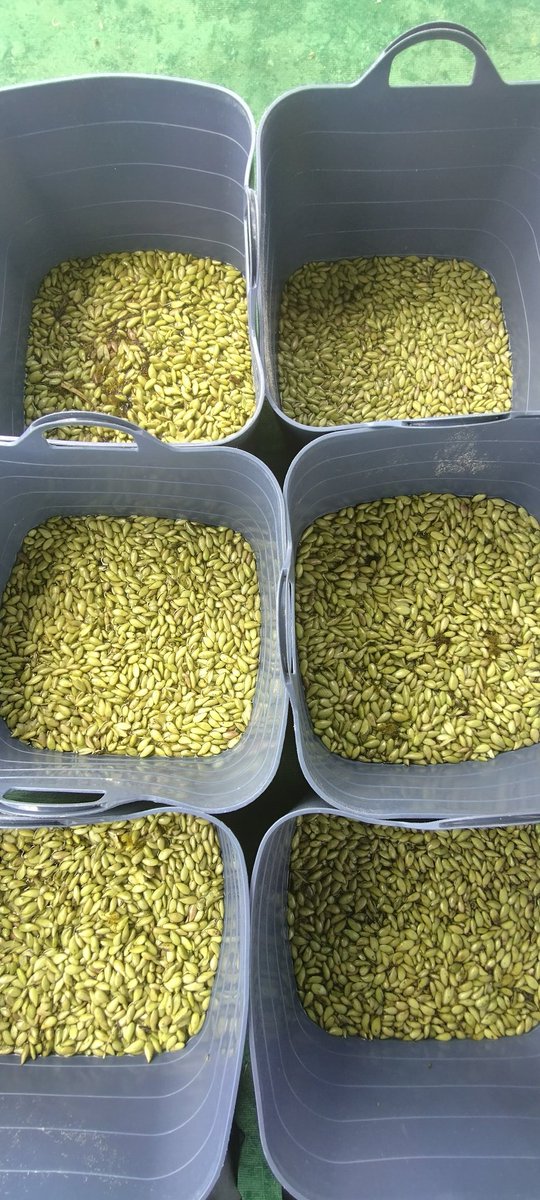 Rachel Austin tweet media