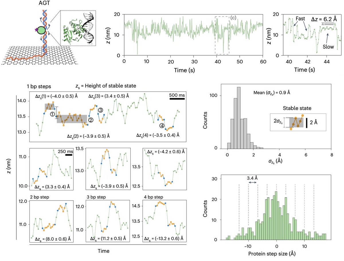 Tinnefeld Lab tweet media