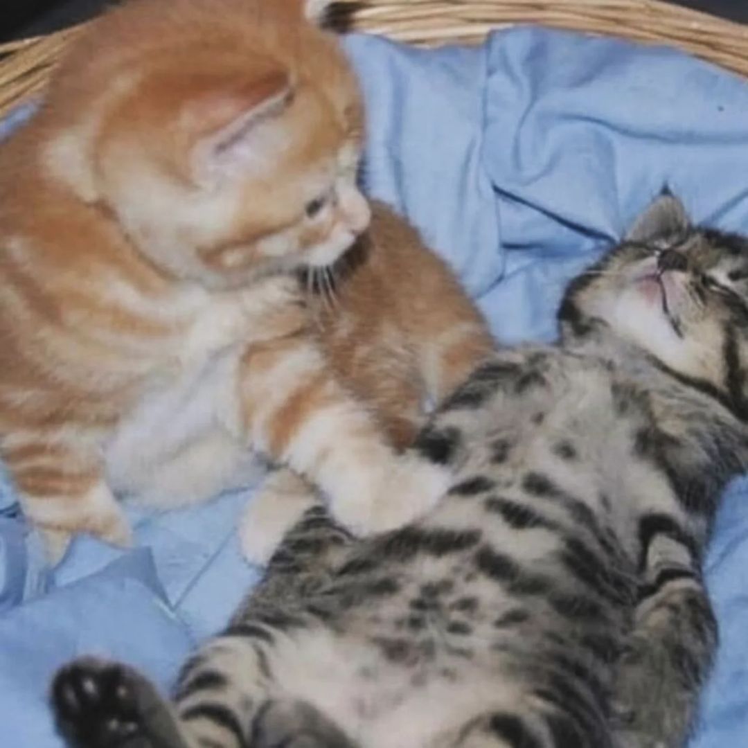 "Help, she has a tummy ache"