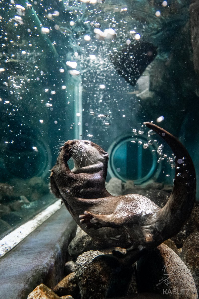 tan_sui_kabutz's tweet photo. 神戸の水族館にはカワウソがいます https://t.co/Iwau8x3Wqs