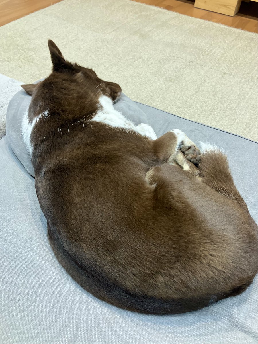karin_fromnora's tweet photo. あたらしいソファの寝心地よき🐕 https://t.co/s53Ybo9QSl