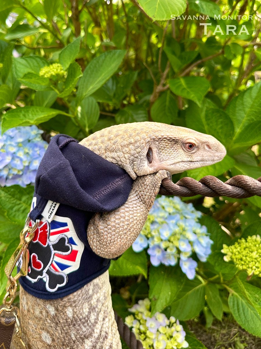 BitterCandy_LG's tweet photo. 紫陽花鑑賞の人🙋‍♀️
(今期散歩シーズンに撮った写真をちょいちょい載せています📷6月撮影)
#サバンナモニター  #サバモニ https://t.co/x0OdvLywFZ