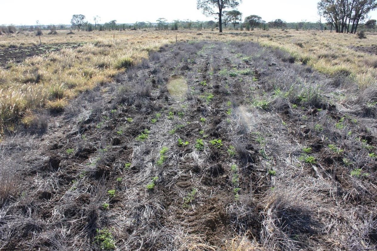 FutureBeef's tweet photo. Help legumes thrive, control grasses &amp; weeds! Combine with moisture storage for better establishment.

Join our Miles workshop on 20 Nov 👉 https://t.co/J3aLoNEFtc

@meatlivestock
@DAFQld

#qldpastures #pastureresilience #pasturedieback #pasturescience #qldbeefindustry #QldAgTech https://t.co/CMkuPIYxJd