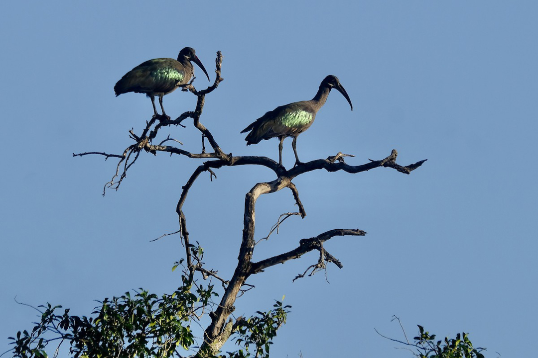 Frederick Jackson, one of the first experts on the birds of east Africa, said the calls of a Hadada ibis were like the horrible laughter of a witch P.C Susan Jackson... mpalalive.org/field_guide/ha…