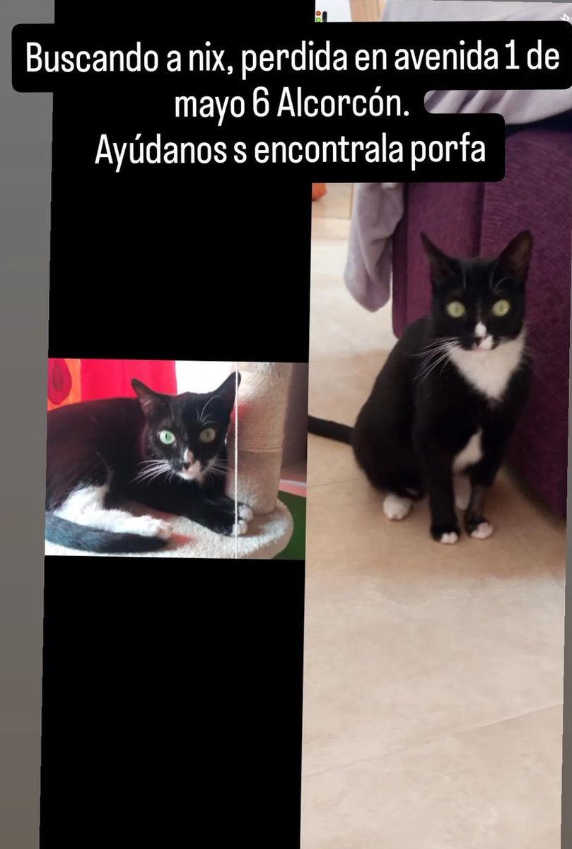 lorenagarm_'s tweet photo. Gata perdida en la zona del ensanche. @Hardcorcon @EnsancheSur https://t.co/vWbadMivug