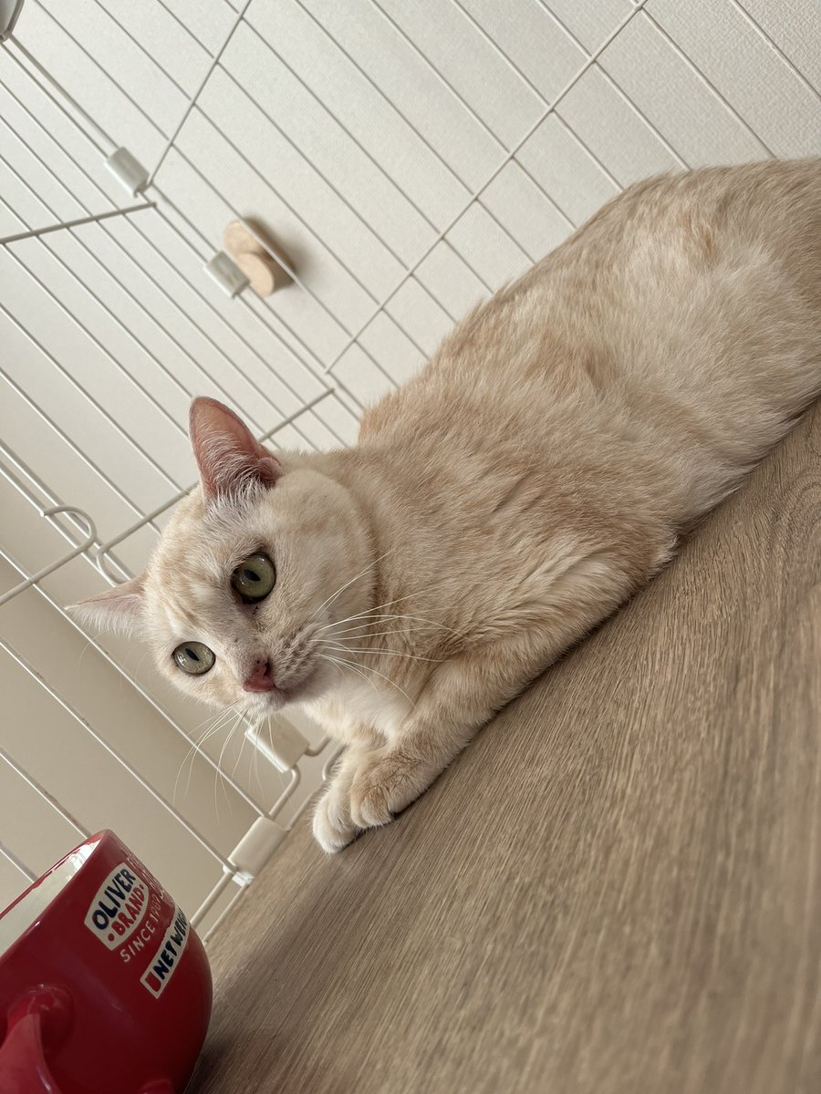 Nons00410540's tweet image. 部屋が余ってるから何か使い道ないかなできる事ないかなって思って預かりボランティアをすることにしました🐱!
モコちゃんです💕珍しくて綺麗なカラー✨
腎臓が悪く、療法食しか食べれないので他のお部屋に行く事は難しいけど空き部屋でのんびり過ごしてもらおうと思います😌…