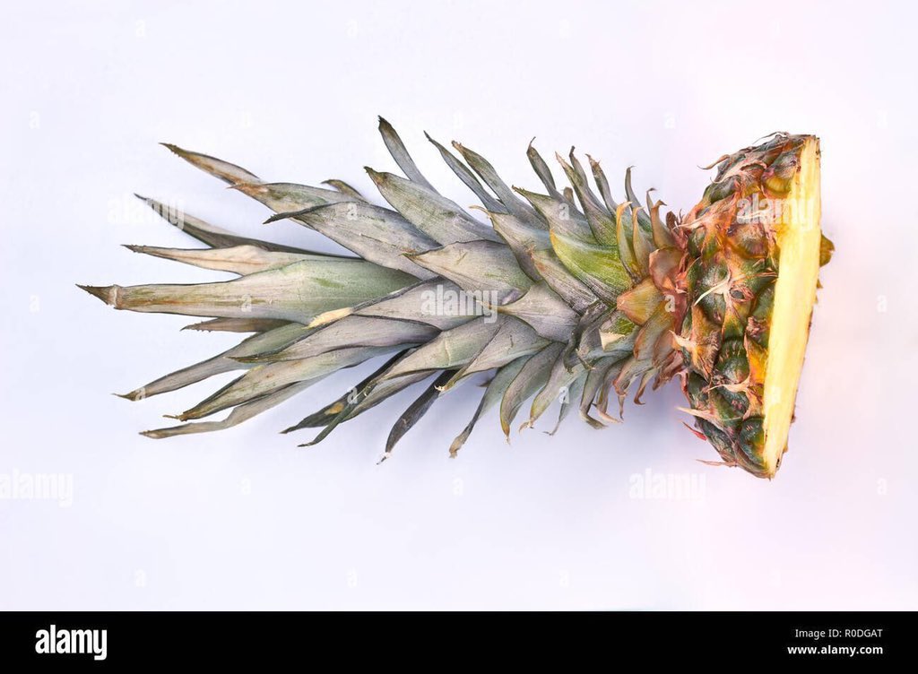 safonyameherbal's tweet photo. For WAIST PAINS and GENERAL BODY PAINS, cut the crown of PINEAPPLES with GINGER into smaller pieces, boil them with CLOVES for 30mins and drink 100ml three times daily🌿

Very good remedy for your morning wood🍆 https://t.co/I7ERMlvTPa