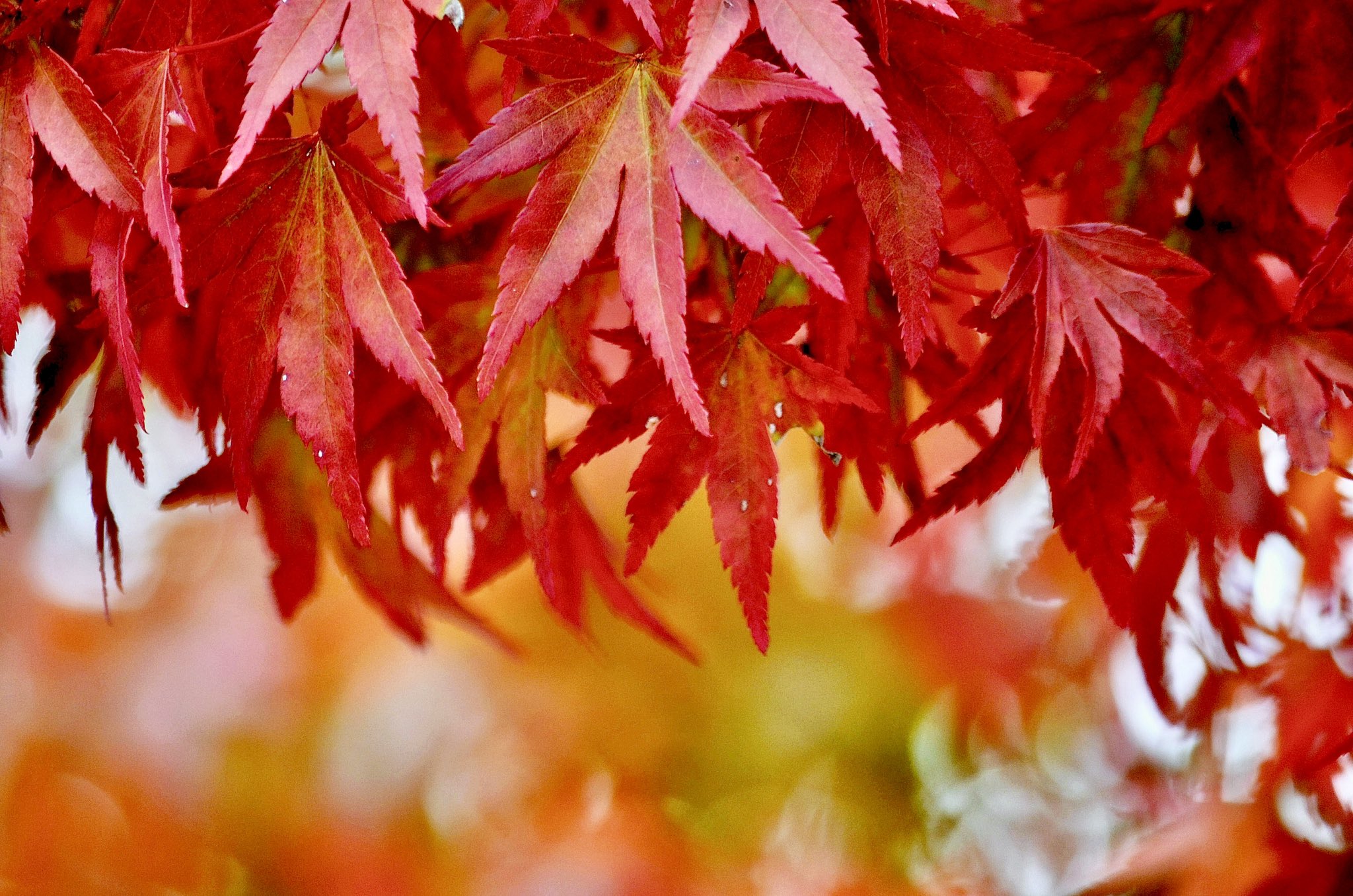 Apple - もみじ Momiji tree - Stock Illustration [55417251] - PIXTA