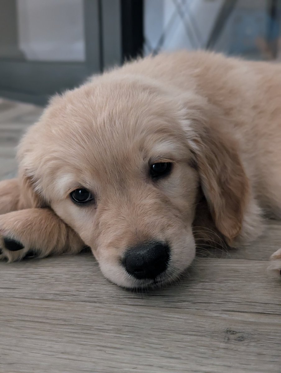 samilou232's tweet photo. My neighbour just got a golden retriever puppy and I'm so in love!!!!! @TheGoldenRatio4 https://t.co/nNX8hnUu7O