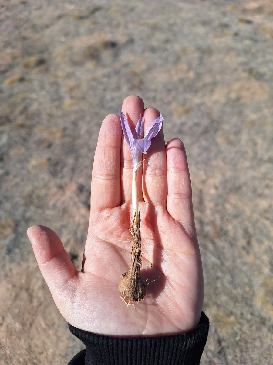 November '24
Crocus pallasii🧚🏻‍♀️