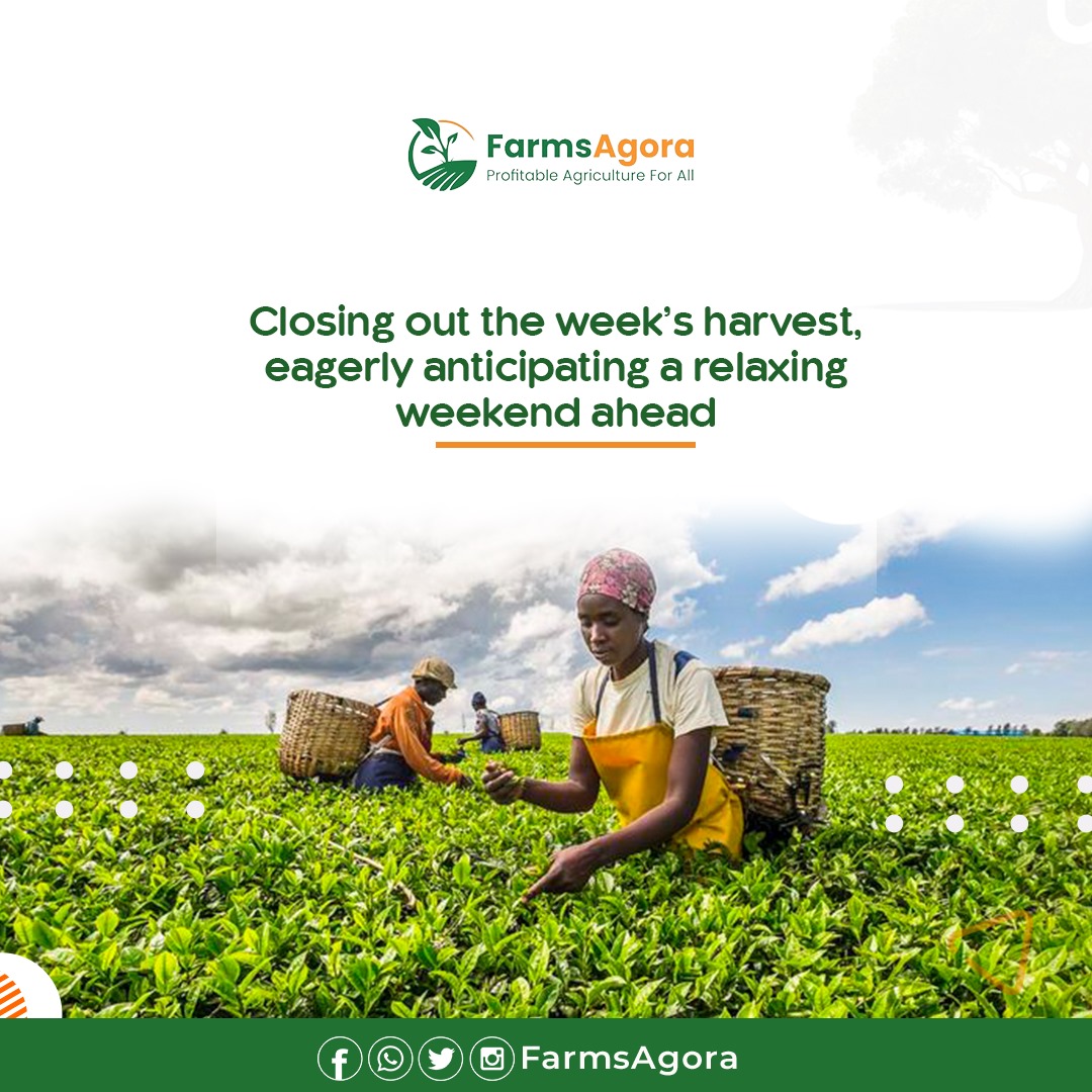 FarmsAgora's tweet photo. As we close out a fruitful week’s harvest, here’s to the weekend and a chance to refresh and recharge!

🌱 Here’s to all the hard work, growth, and the vision of a thriving agricultural future. Enjoy your weekend, and let’s gear up to keep the momentum going! 

🌾 #WeekendRefresh https://t.co/IH1eBXRrz6